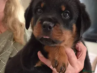 Rottweiler dogs Ready next week. Kc reg, health tested parents - Advert 14