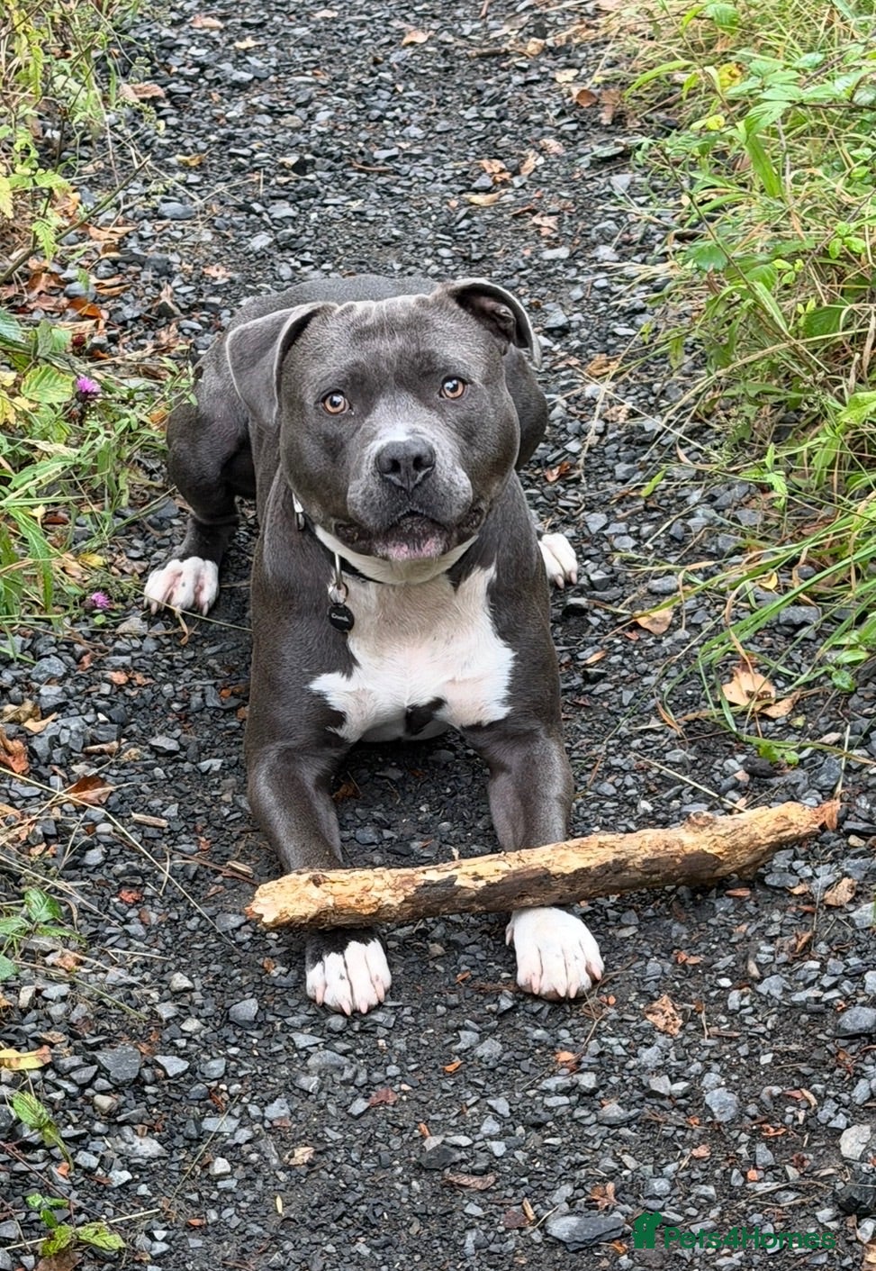 Mixed Breed dogs Loki - 2 year old blue looking for loving home - Advert 1
