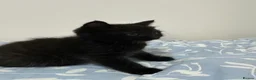 Mixed Breed cats for sale: Adorable Kittens Ready From 6th June - Advert 3