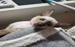 Siamese cats for sale: 3 affectionate Siamese kittens available  - Image 6