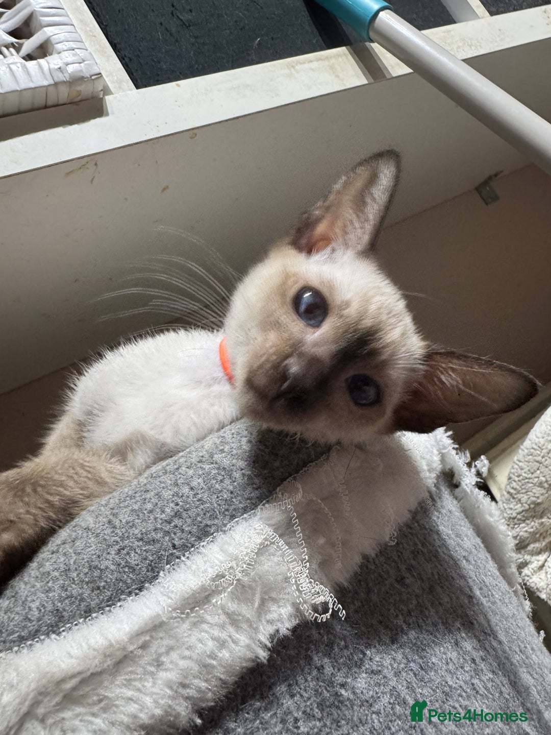 Siamese cats for sale: 3 affectionate Siamese kittens available  - Image 6