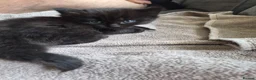 Mixed Breed cats for sale: 4 Beautiful Fluffy Kittens - Advert 18