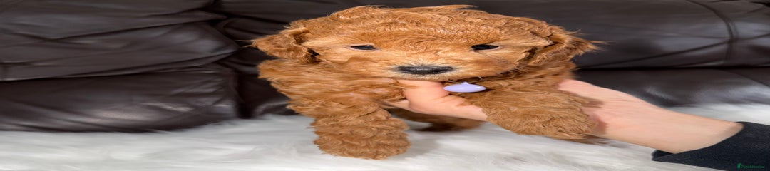 Toy Poodle Puppy 2