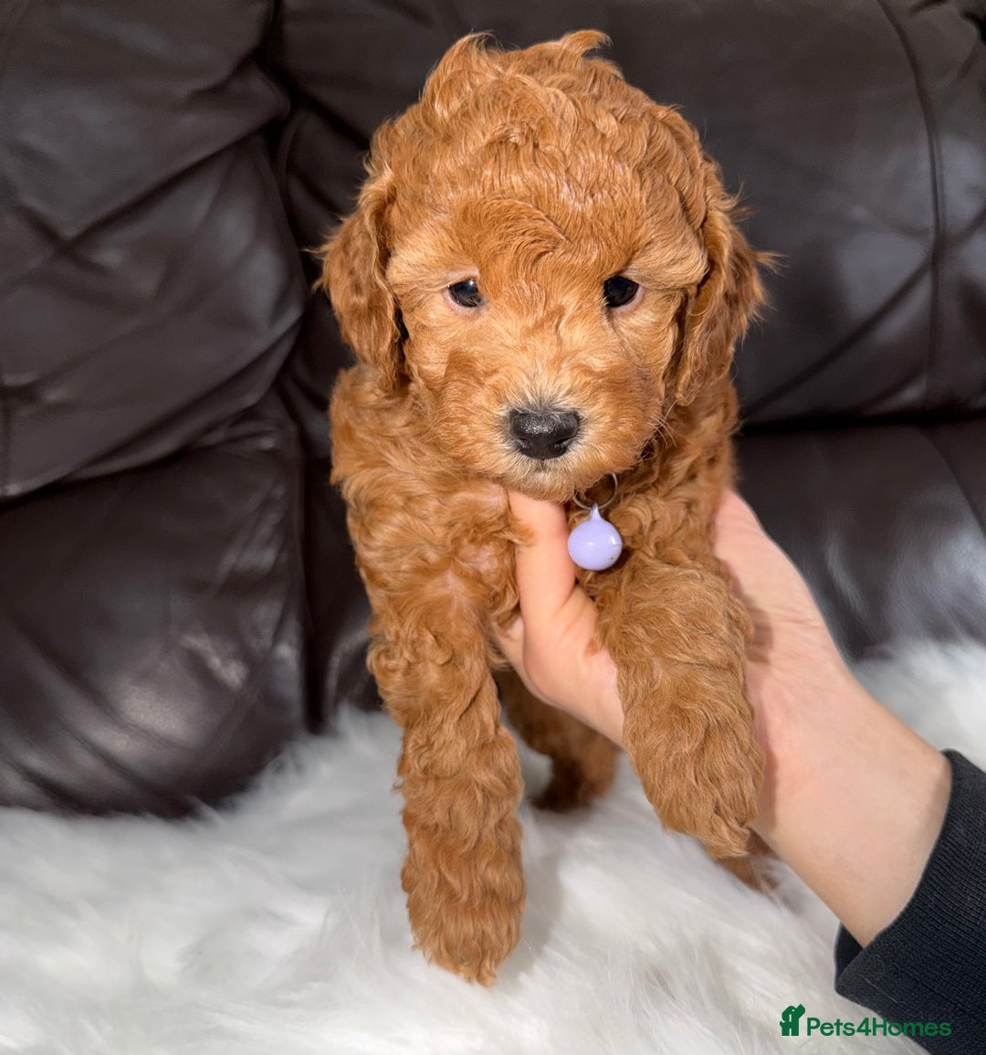Toy Poodle dogs for sale: Gorgeous Fox Red Toy Poodle Females😍 - Image 23