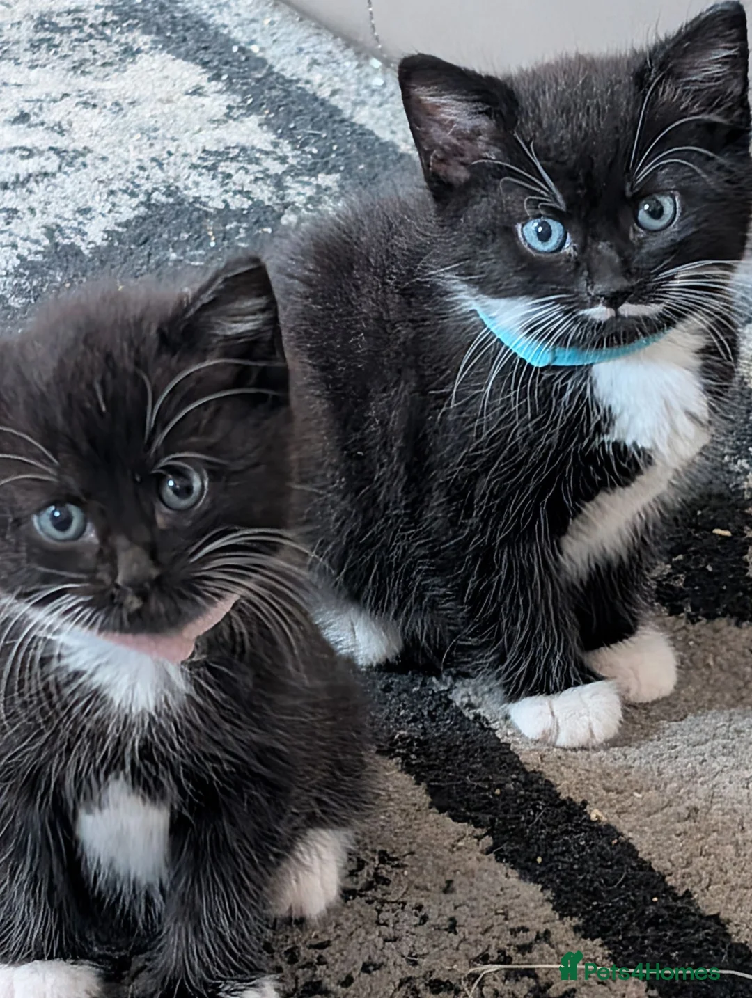 Mixed Breed cats for sale: Ragdoll X Kittens - Advert 5