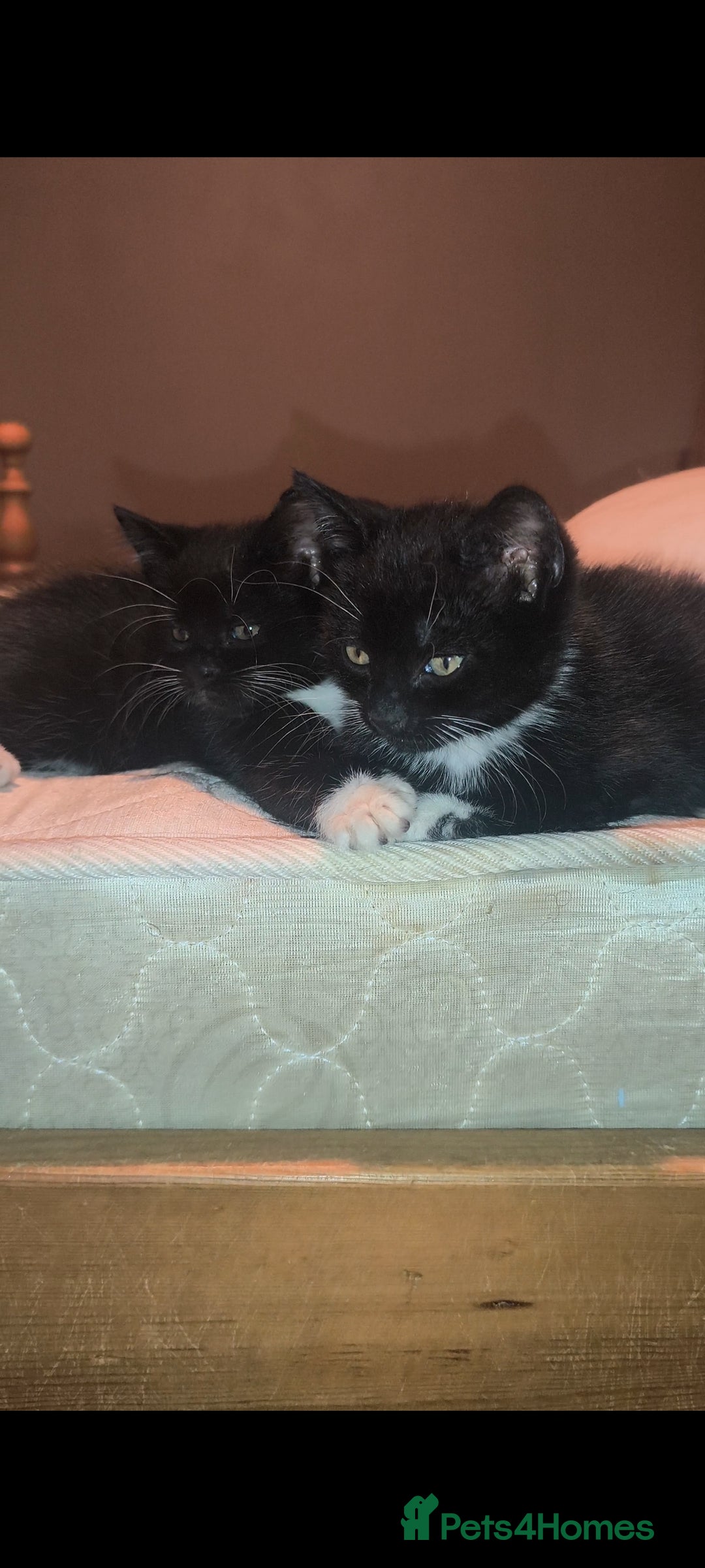Mixed Breed cats for sale: Three Tuxedo Kittens Looking for Loving Homes - Advert 12