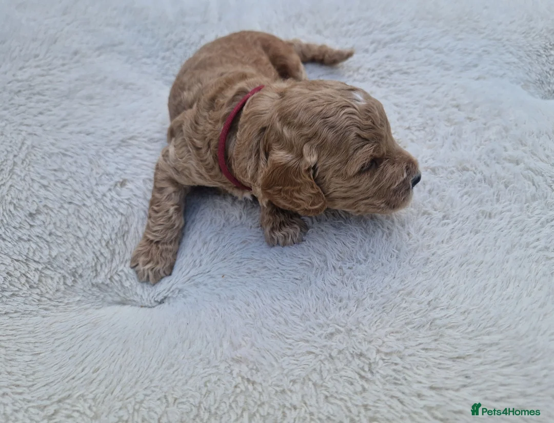 Cockapoo dogs for sale: Cockapoo Puppies Looking for Their Forever Homes in Reading - Advert 11