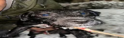 Patterjack dogs for sale: LOVING PATTERJACK NEEDS A FOREVER HOME  in London - Advert 6