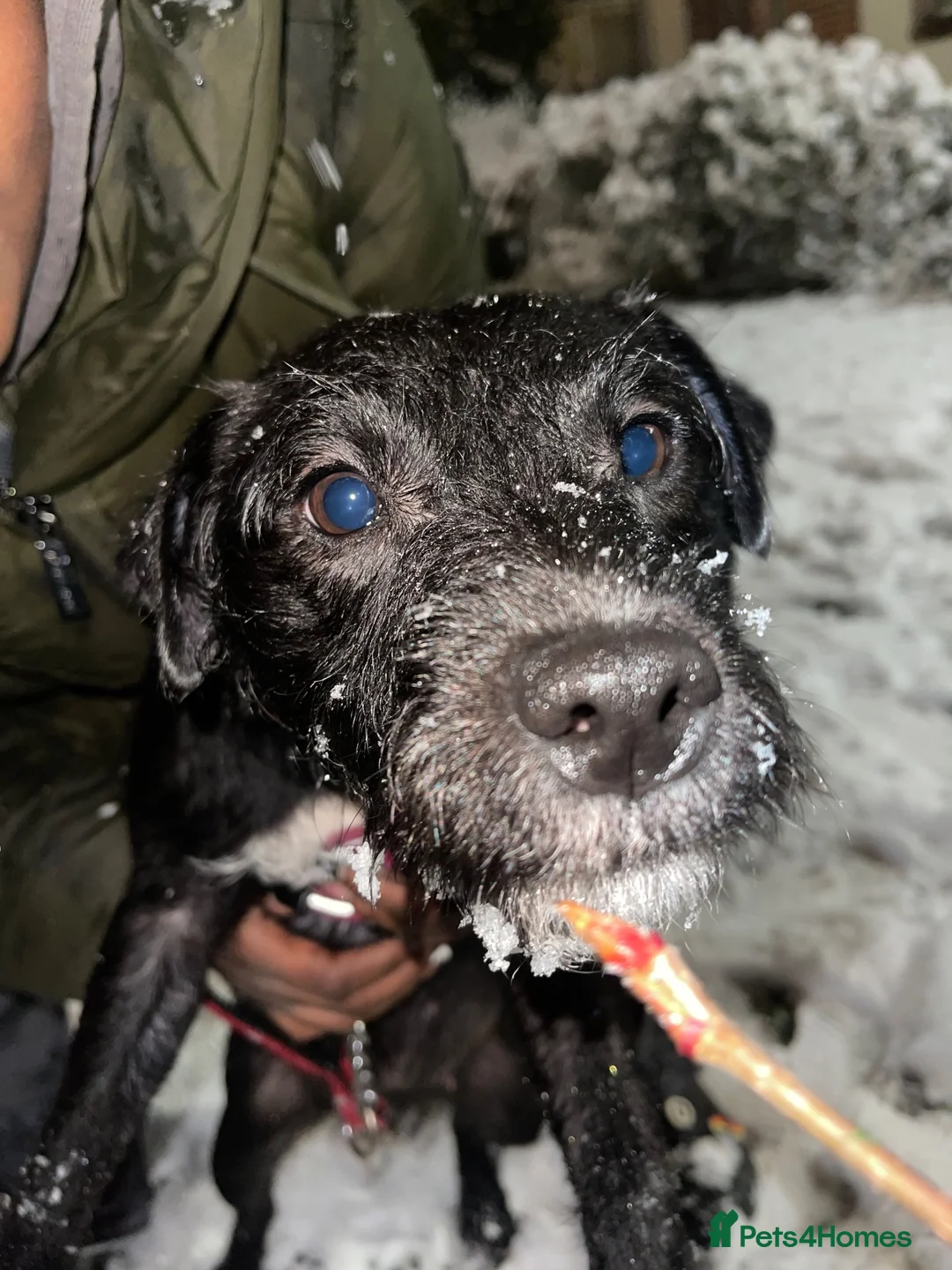 Patterjack dogs for sale: LOVING PATTERJACK NEEDS A FOREVER HOME  in London - Advert 6
