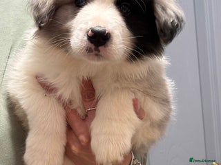 Border Collie dogs Quality Show Line KC Border Collie Champion🩸🧬 - Advert 4