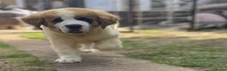 Saint Bernard dogs for sale: Saint Bernard puppies  - Advert 6