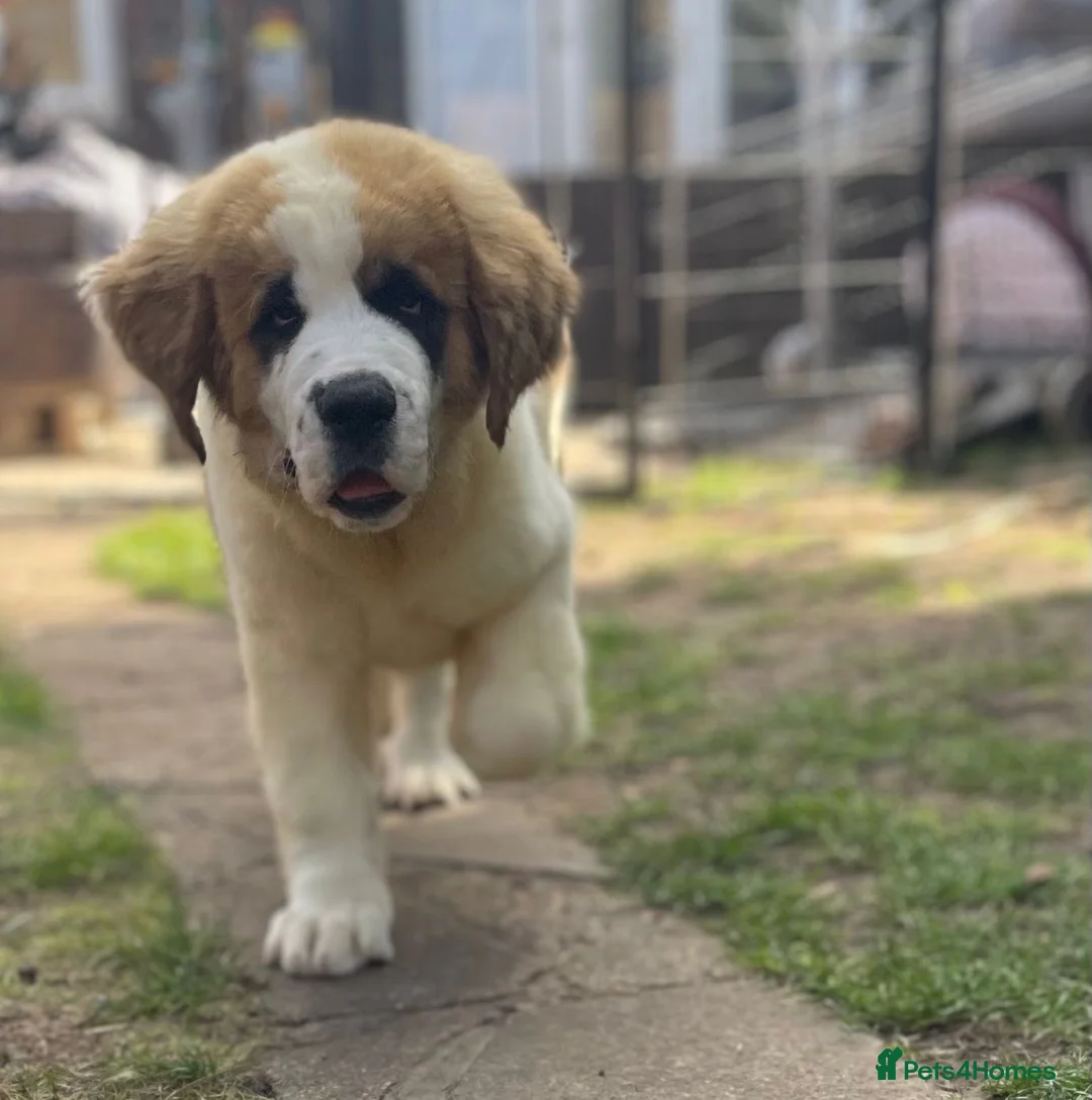 Saint Bernard dogs for sale: Saint Bernard puppies  - Advert 6