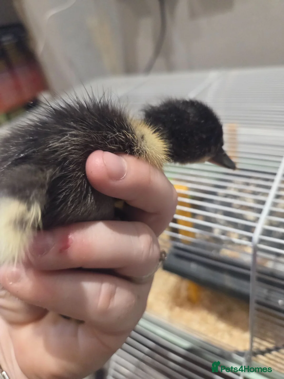Ducks poultry for sale: Gorgeous unsexed ducklings, 1 week old. - Advert 2
