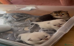British Longhair cats for sale: Stunning British Longhair Kittens Ready to collect - Image 18