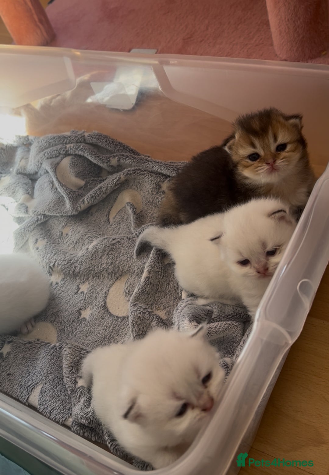 British Longhair cats for sale: Stunning British Longhair Kittens Ready to collect - Image 18