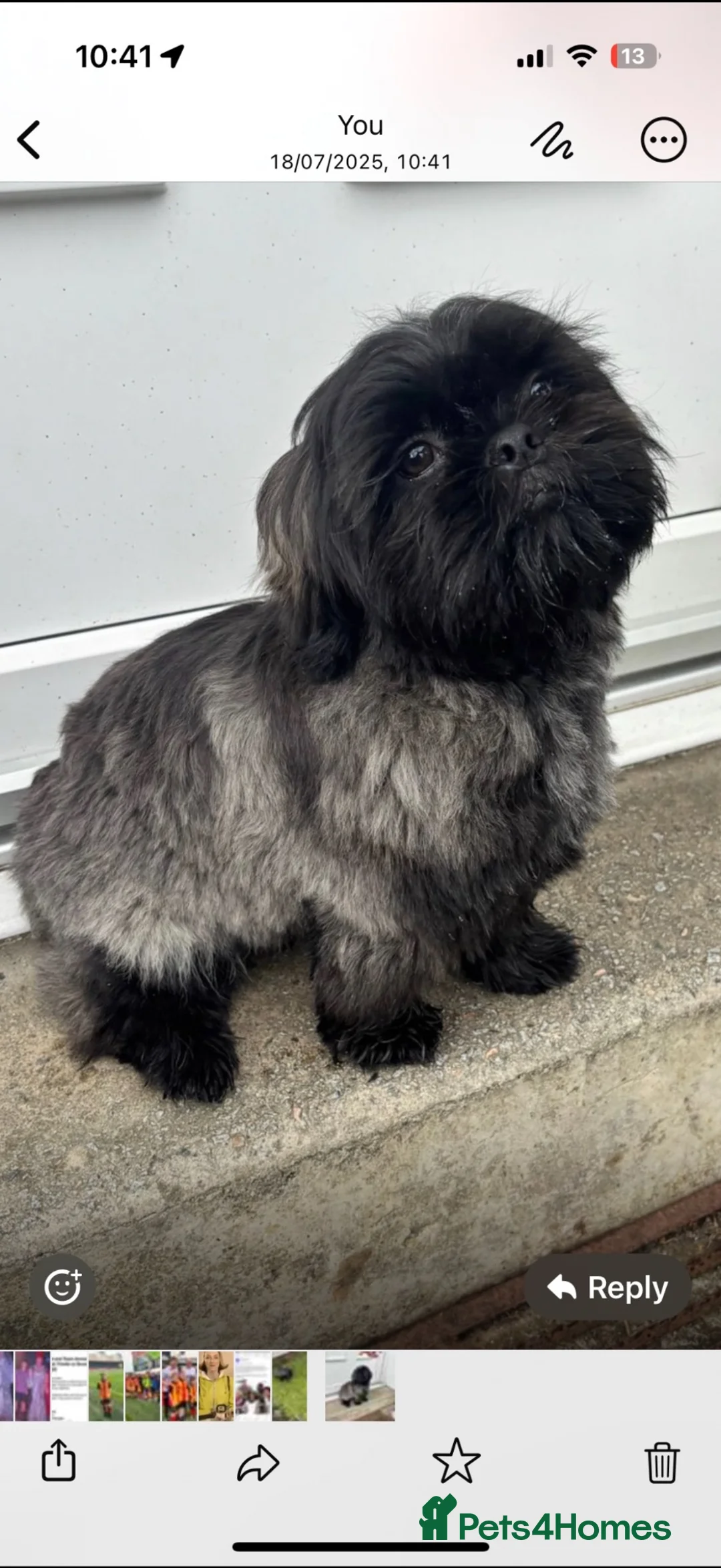 Shih Tzu dogs for stud: BUDDY BOY SHIH TZU STUD  in Glasgow - Advert 5