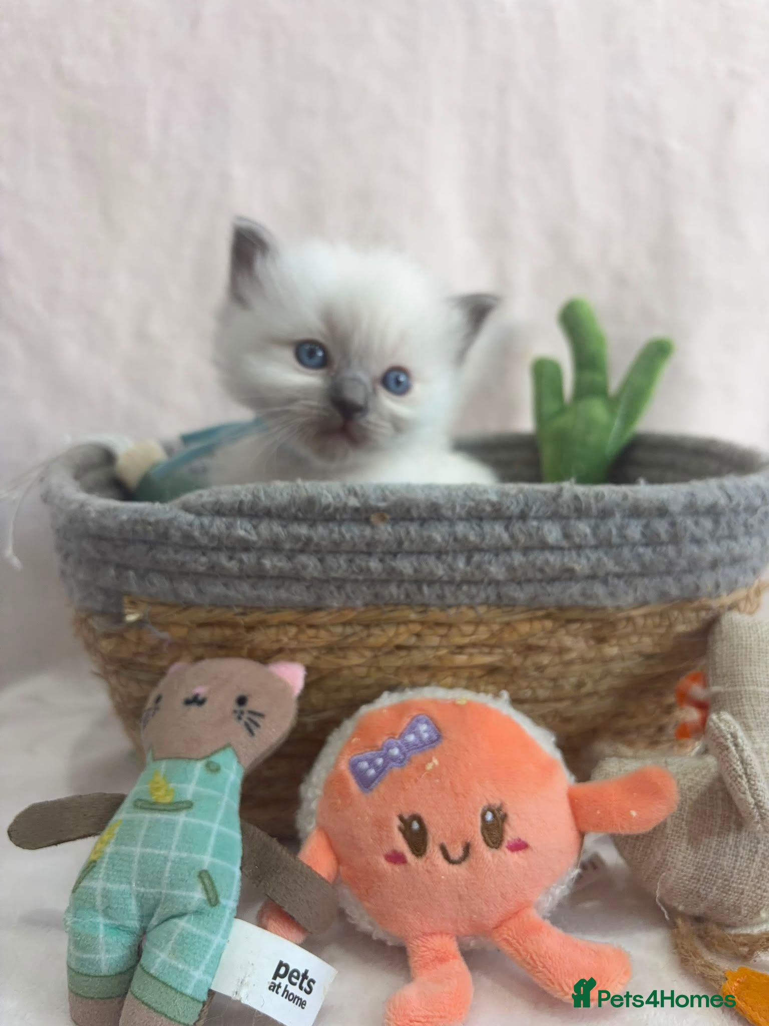 Ragdoll cats Beautiful ragdolls ready for their new homes  - Advert 2