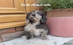 Mixed Breed dogs for sale: 🤎 BABY POOGLES (beagleXminiature poodle)🤎 in Rhayader - Image 8