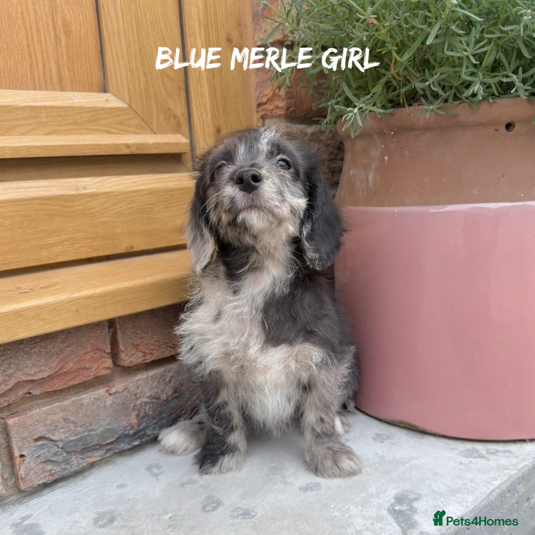 Mixed Breed dogs for sale: 🤎 BABY POOGLES (beagleXminiature poodle)🤎 in Rhayader - Image 8