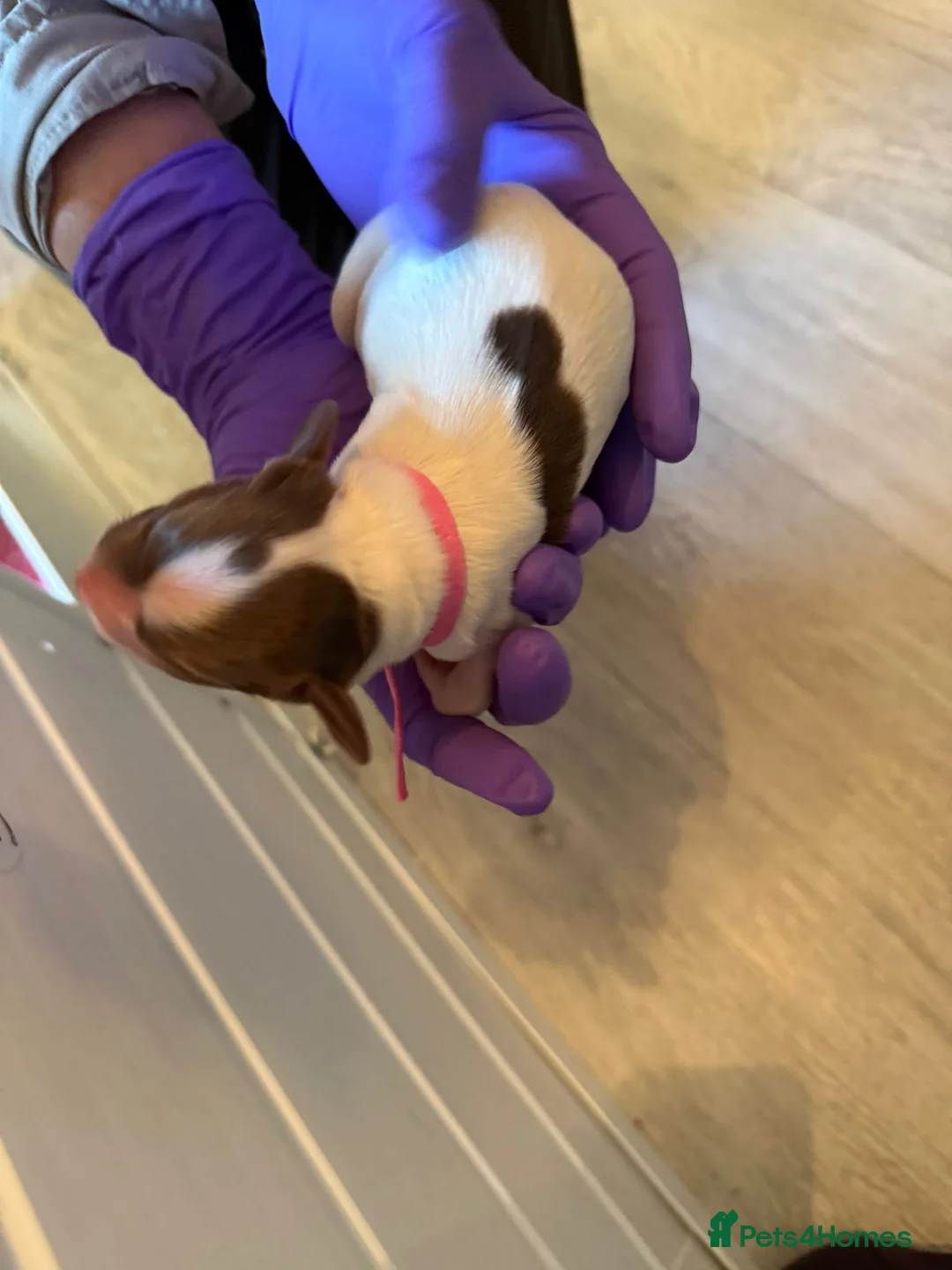 English Springer Spaniel dogs for sale:  Health tested Springer Spaniel puppies - Advert 22