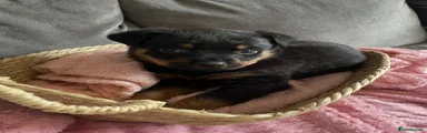 Rottweiler Puppy 6