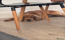 Cocker Spaniel dogs for sale: Sunny-Working Cocker Spaniel - Image 4