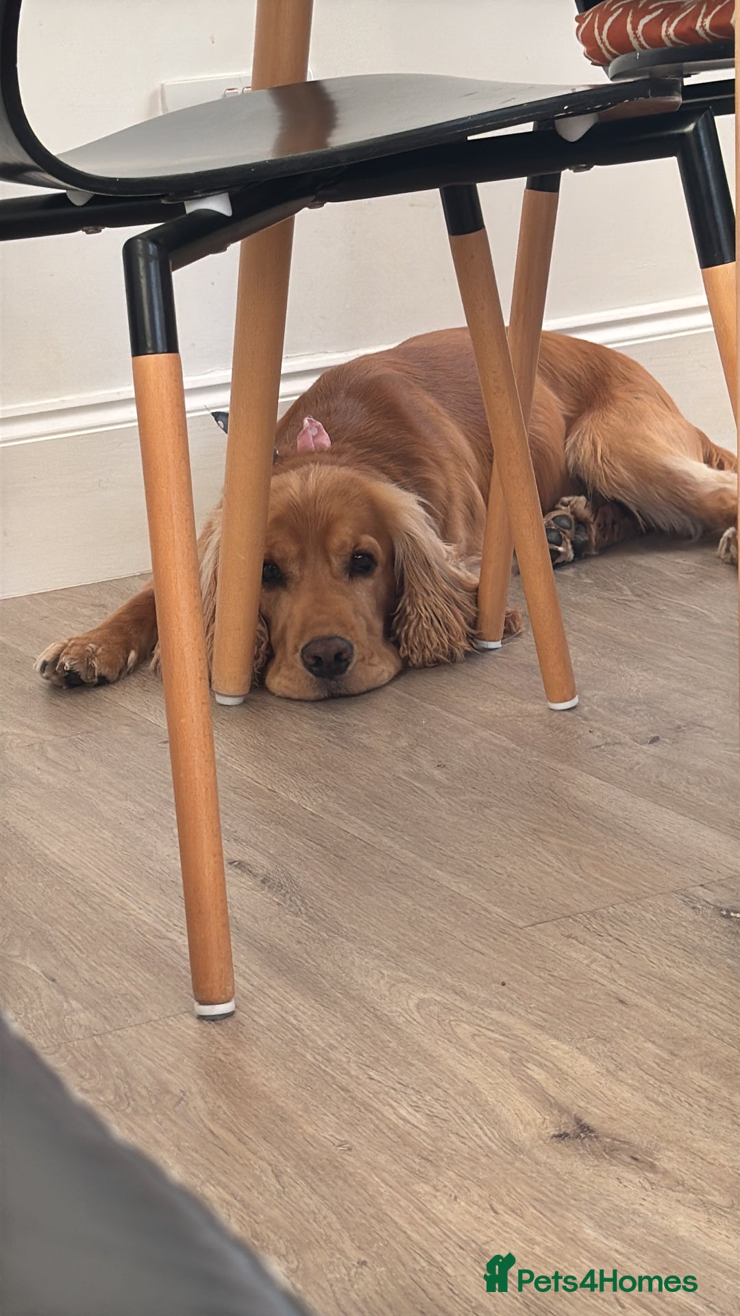 Cocker Spaniel dogs for sale: Sunny-Working Cocker Spaniel - Image 4