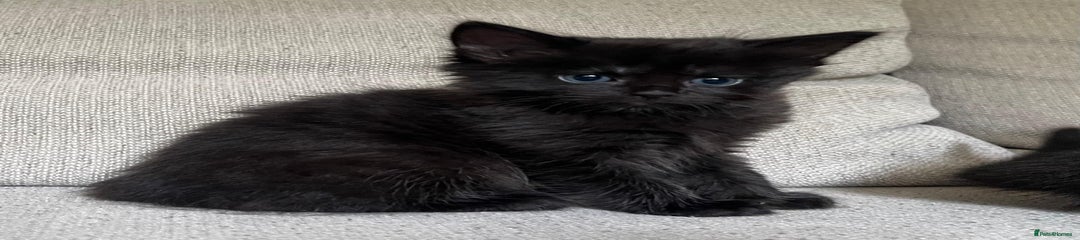 Mixed Breed Kitten 2