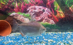 Other/Mixed Breed fish for sale: Mixed fresh water fish for sale  - Image 2