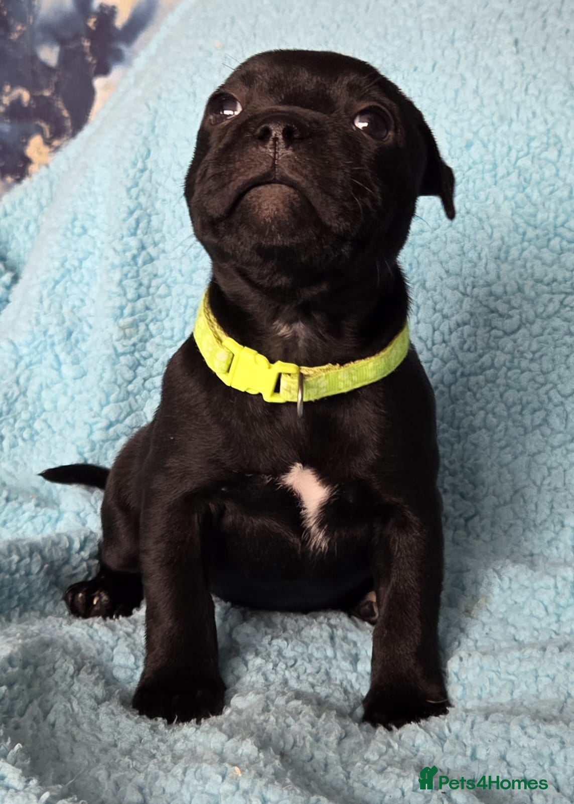 Staffordshire Bull Terrier dogs Show Quality Champions bloodline staffy puppies  - Advert 6