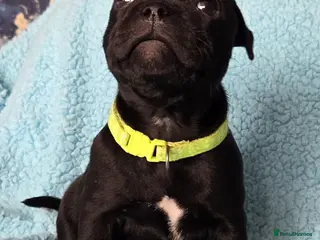 Staffordshire Bull Terrier dogs Show Quality Champions bloodline staffy puppies - Advert 6