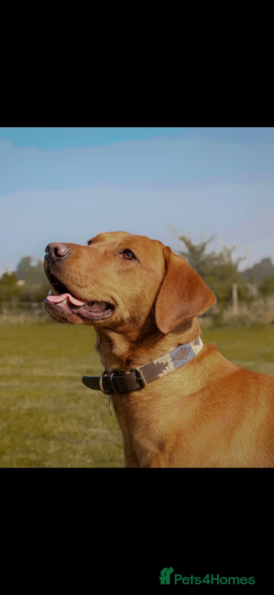 Labrador Retriever dogs for sale: KC Stunning Dark Fox Red Labrador Puppies - Advert 2