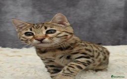 Bengal cats for sale: 🔥Stunning Bengal Kittens last little girl left 🔥 - Image 26