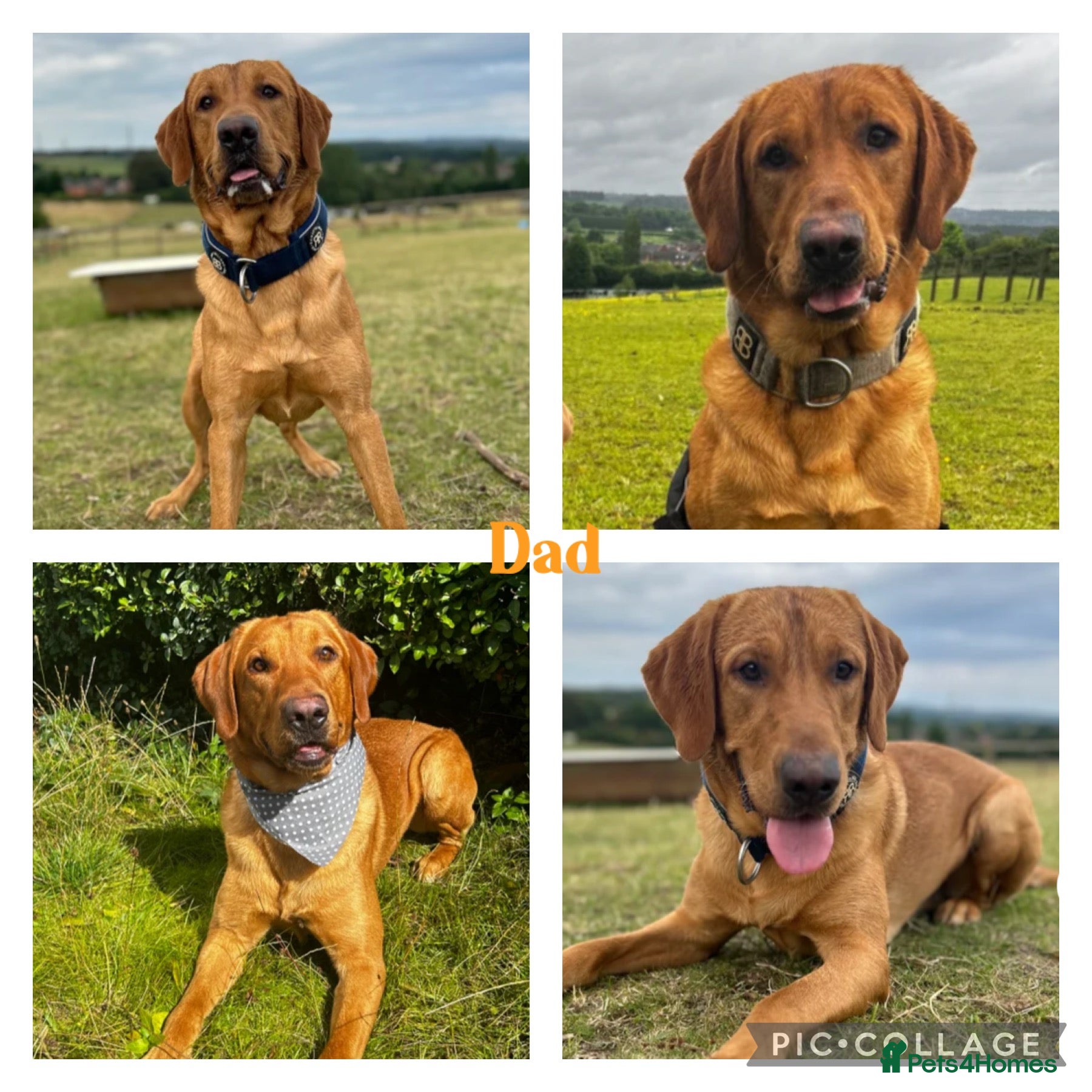 Ralph 