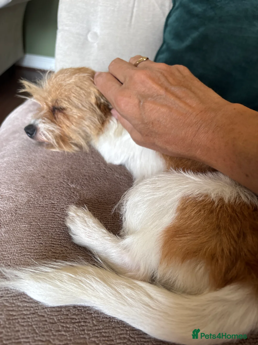 Jack Chi dogs for sale: Gizmo in Walsall - Advert 2