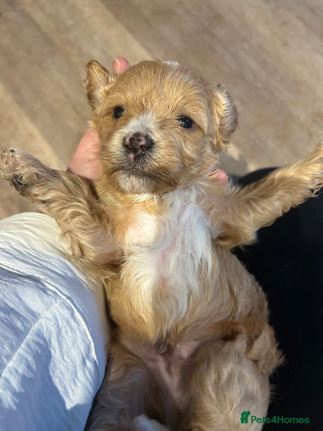 Lhasapoo dogs for sale: Lhasa apso x Toy poodle (hypoallergenic) lhasapoos - Advert 7