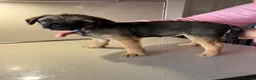 Border Terrier dogs for sale: 💕🐶 gorgeous kc reg Border Terrier puppies  🐶💕 - Advert 1