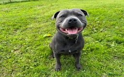 Staffordshire Bull Terrier dogs for stud: KC Reg Staffy Adorable Stud - Image 8