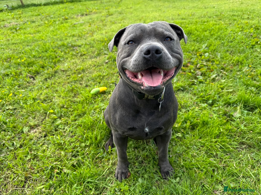 Staffordshire Bull Terrier dogs for stud: KC Reg Staffy Adorable Stud - Image 8