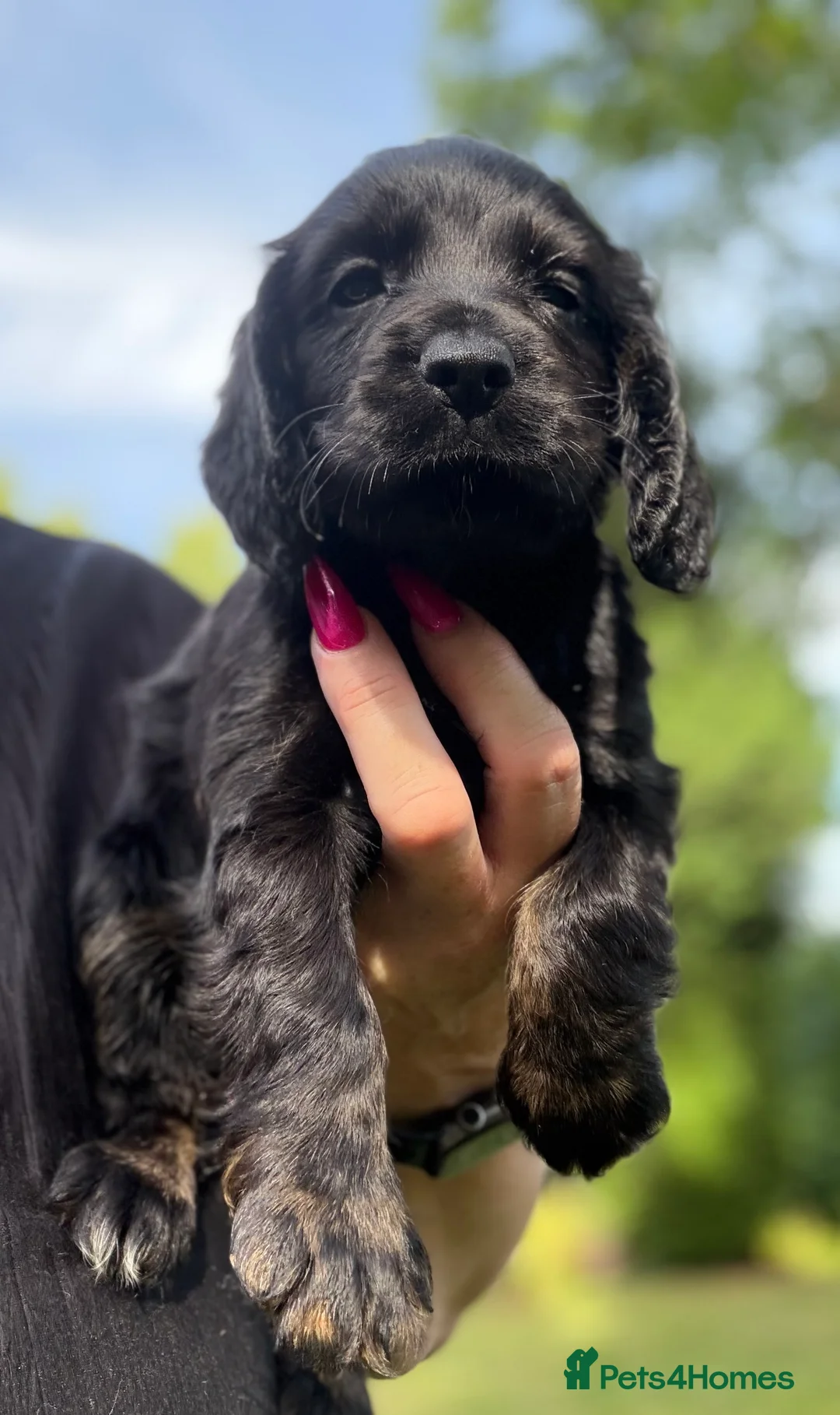 Cocker Spaniel dogs for sale: Show type cocker spaniels  - Advert 26