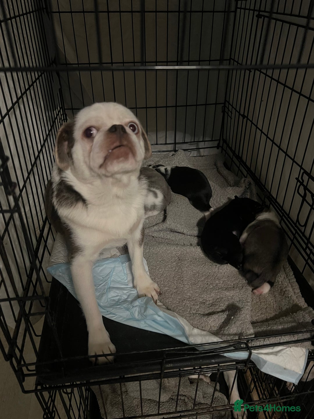 Pug dogs for sale: Kc reg male pug puppies - Advert 1