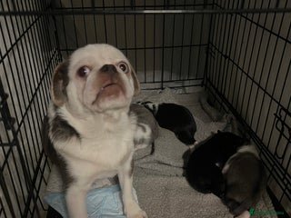 Pug dogs Kc reg male pug puppies - Advert 10