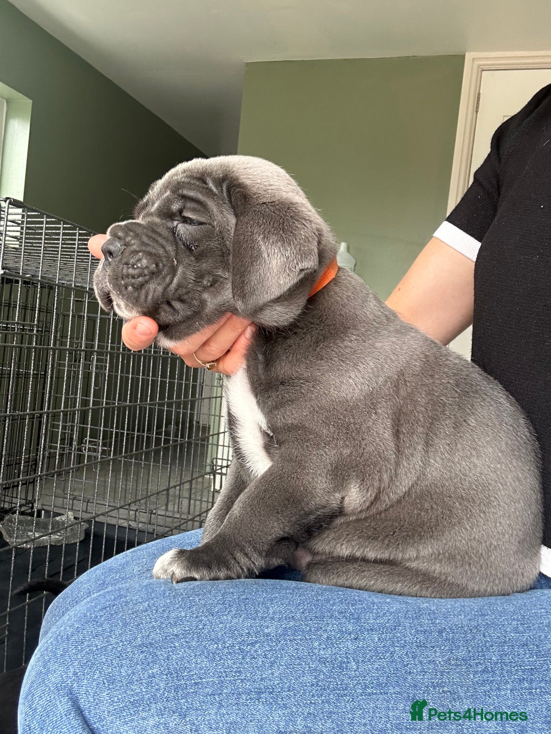 Cane Corso dogs for sale: Chunky cane corso puppies for sale ICCF registered - Image 6