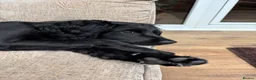 Sproodle dogs for sale: Ozzy Sproodle dog in Filey - Advert 5