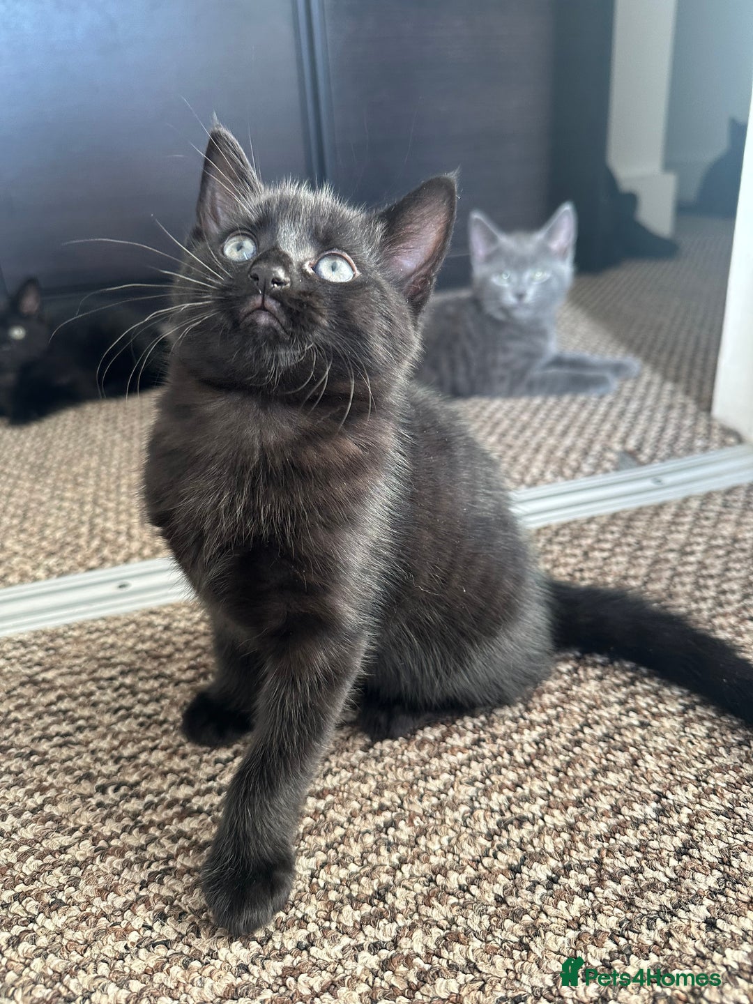 Mixed Breed cats for sale: Beautiful Black Kittens Looking for Loving Homes - Advert 3