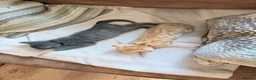 Mixed Breed cats for sale: Beautiful kittens ready for loving homes  - Advert 7