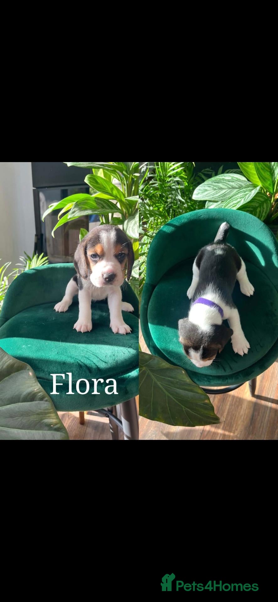 Beagle dogs Beautiful Beagle puppies  - Advert 1