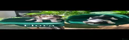 Beagle dogs for sale: Beautiful Beagle puppies  - Advert 8