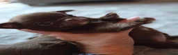 Chihuahua dogs for sale: Tiny chihuahua babies  - Advert 3