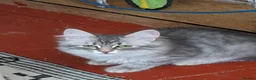 Siberian cats for sale: Siberian girl  - Advert 10